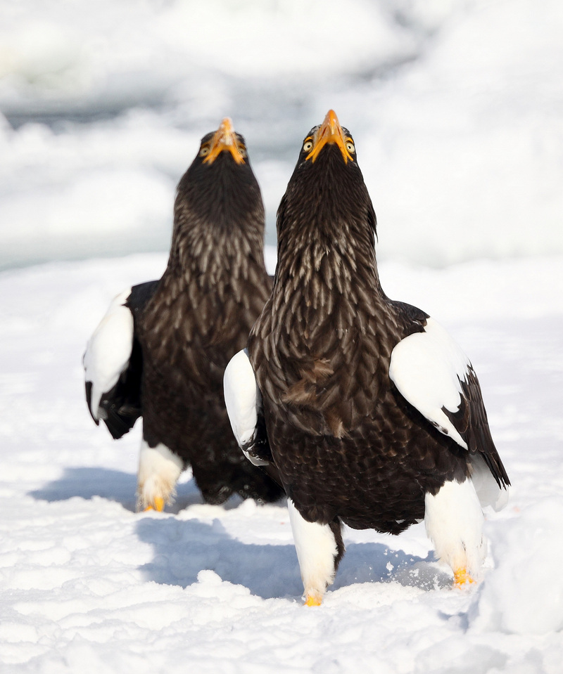 Steller's sea eagle (Haliaeetus pelagicus); DISPLAY FULL IMAGE.