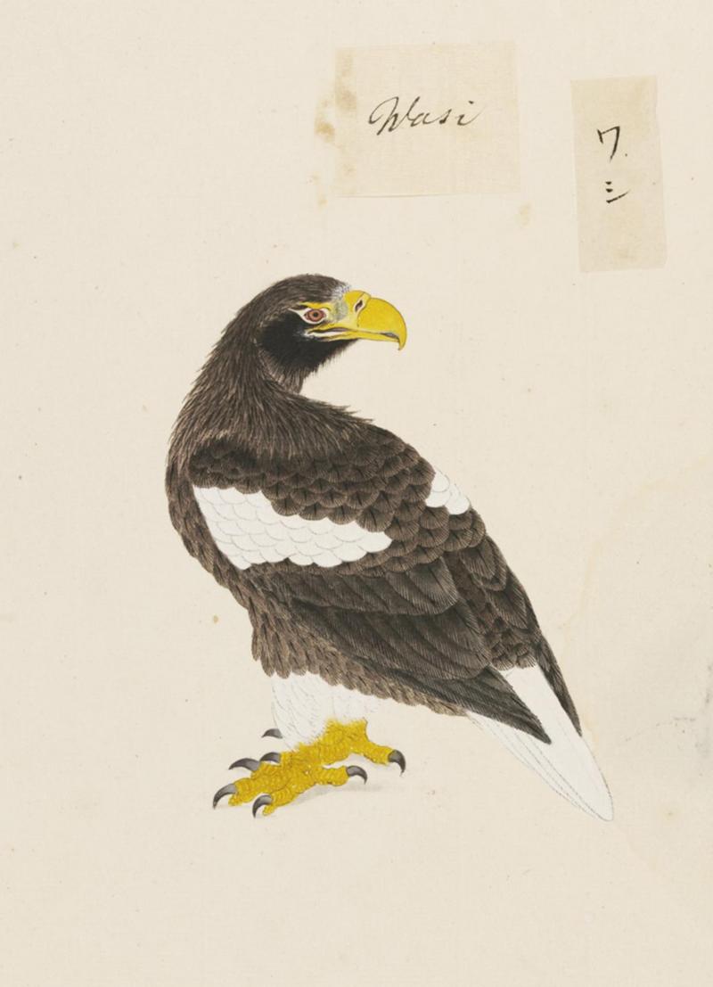 Steller's sea eagle (Haliaeetus pelagicus); DISPLAY FULL IMAGE.