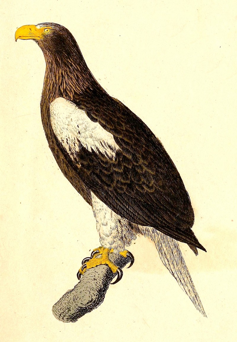 Steller's sea eagle (Haliaeetus pelagicus); DISPLAY FULL IMAGE.