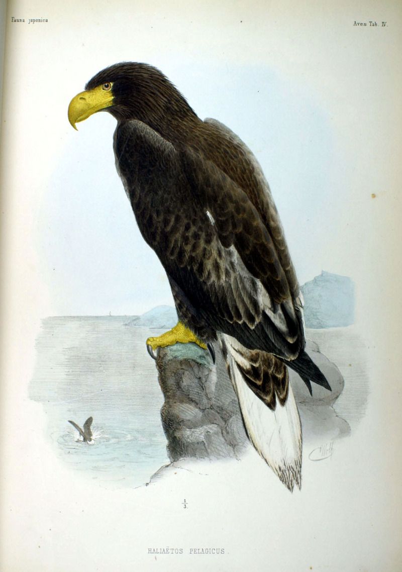 Steller's sea eagle (Haliaeetus pelagicus); DISPLAY FULL IMAGE.