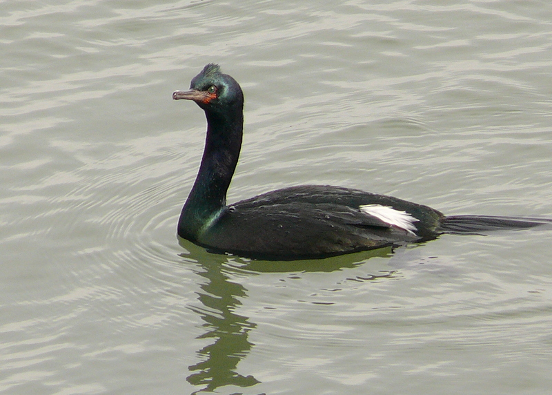 pelagic cormorant, Baird's cormorant (Phalacrocorax pelagicus); DISPLAY FULL IMAGE.