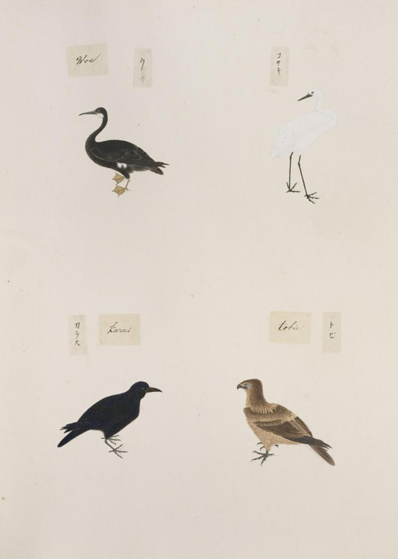 pelagic cormorant (Phalacrocorax pelagicus), little egret (Egretta garzetta), black kite (Milvus migrans), jungle crow (Corvus macrorhynchos); DISPLAY FULL IMAGE.