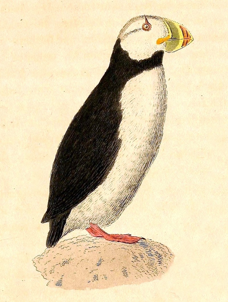  horned puffin (Fratercula corniculata); DISPLAY FULL IMAGE.