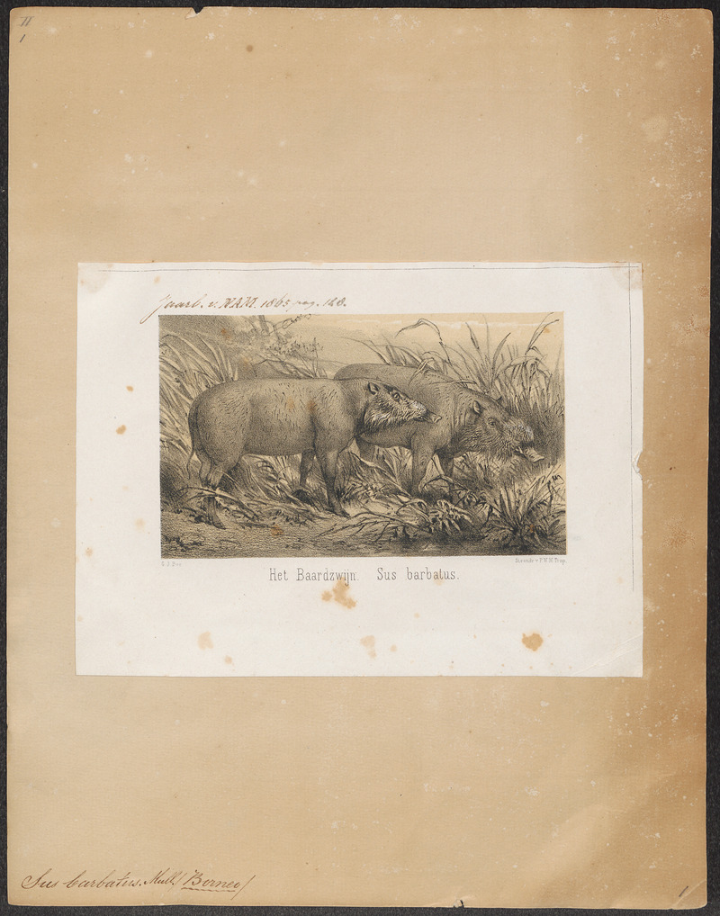 Bornean bearded pig (Sus barbatus); DISPLAY FULL IMAGE.