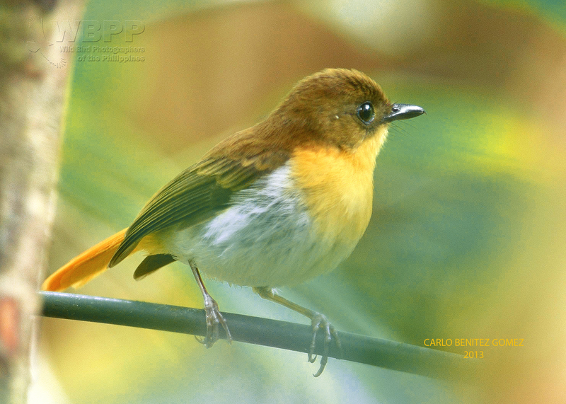 Palawan flycatcher (Ficedula platenae); DISPLAY FULL IMAGE.