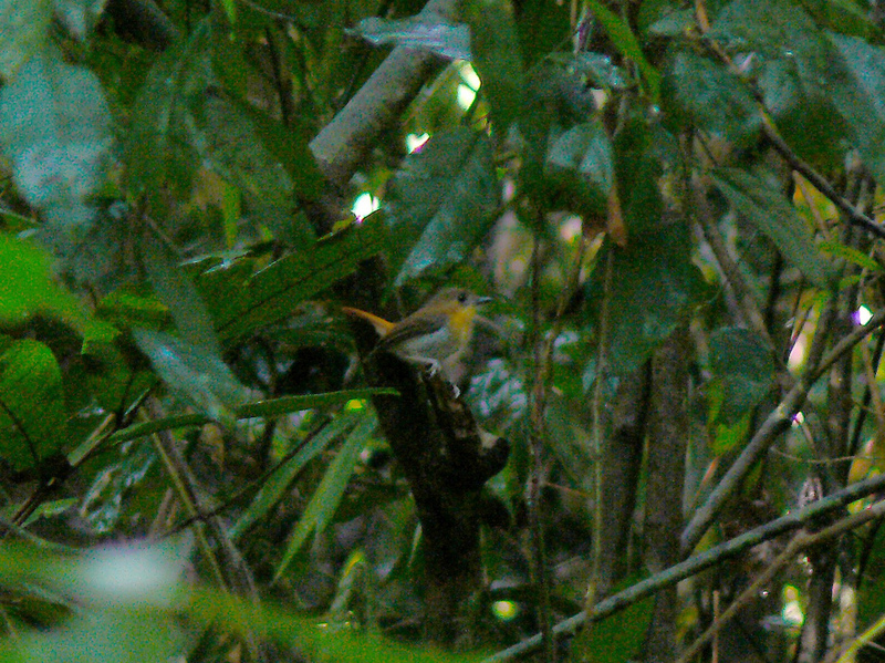 Palawan flycatcher (Ficedula platenae); DISPLAY FULL IMAGE.