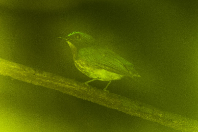 Palawan blue flycatcher (Cyornis lemprieri); DISPLAY FULL IMAGE.
