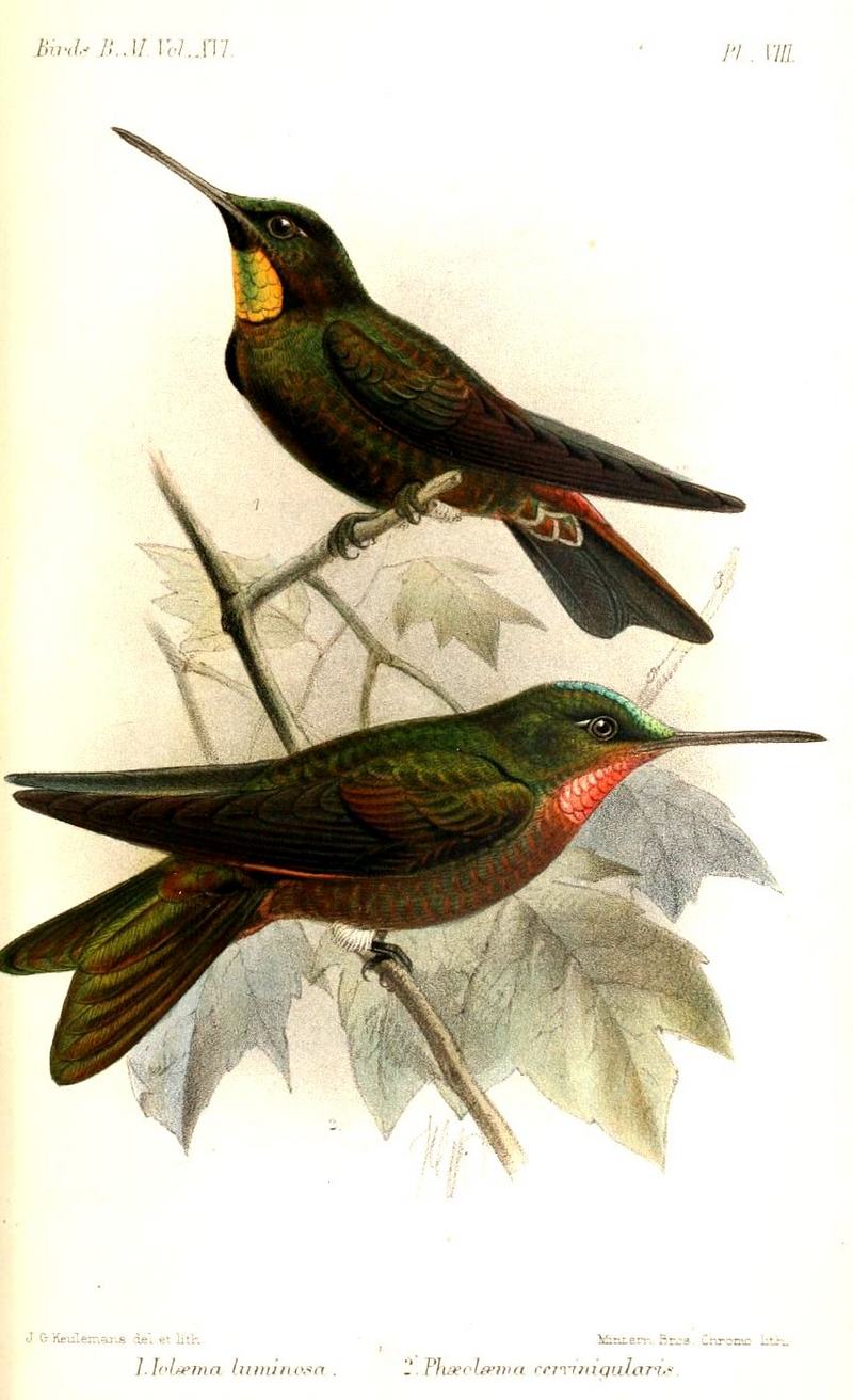 purple-backed thornbill (Ramphomicron microrhynchum), fawn-breasted brilliant (Heliodoxa rubinoides); DISPLAY FULL IMAGE.