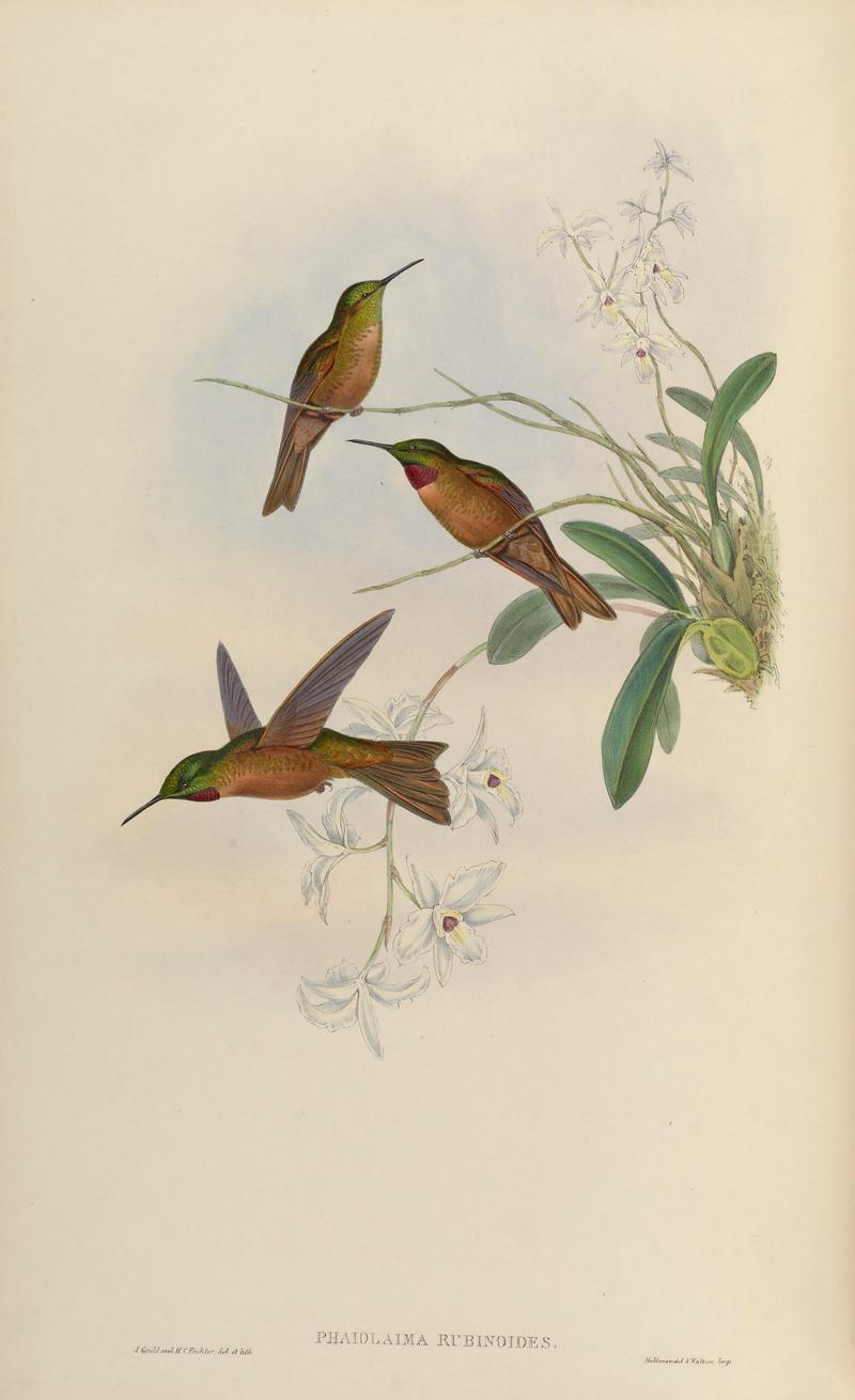 fawn-breasted brilliant (Heliodoxa rubinoides); DISPLAY FULL IMAGE.