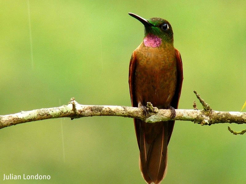 fawn-breasted brilliant (Heliodoxa rubinoides); DISPLAY FULL IMAGE.