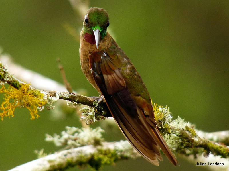 fawn-breasted brilliant (Heliodoxa rubinoides); DISPLAY FULL IMAGE.