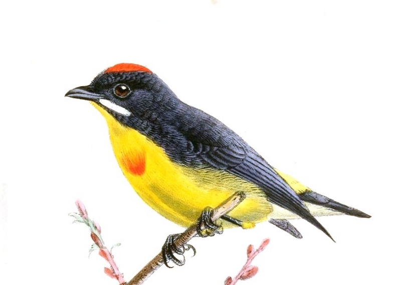 Palawan flowerpecker (Prionochilus plateni); DISPLAY FULL IMAGE.