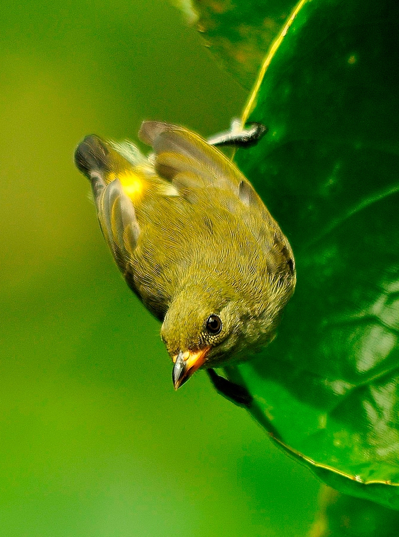 Palawan flowerpecker (Prionochilus plateni); DISPLAY FULL IMAGE.