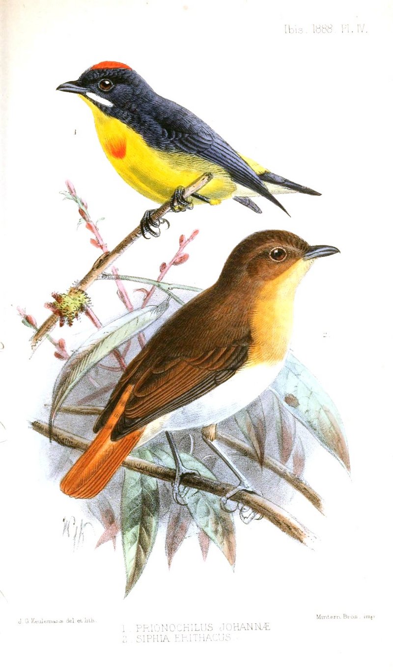 Palawan flowerpecker (Prionochilus plateni), mugimaki flycatcher (Ficedula mugimaki); DISPLAY FULL IMAGE.