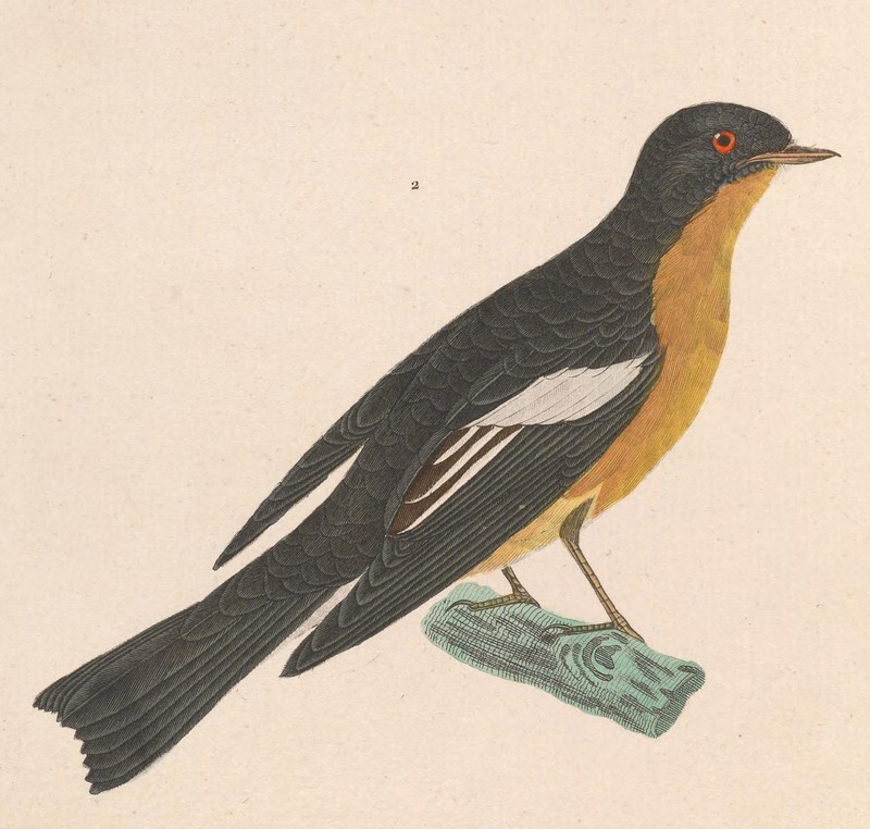 mugimaki flycatcher, robin flycatcher (Ficedula mugimaki); DISPLAY FULL IMAGE.