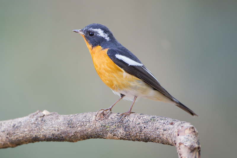 mugimaki flycatcher, robin flycatcher (Ficedula mugimaki); DISPLAY FULL IMAGE.