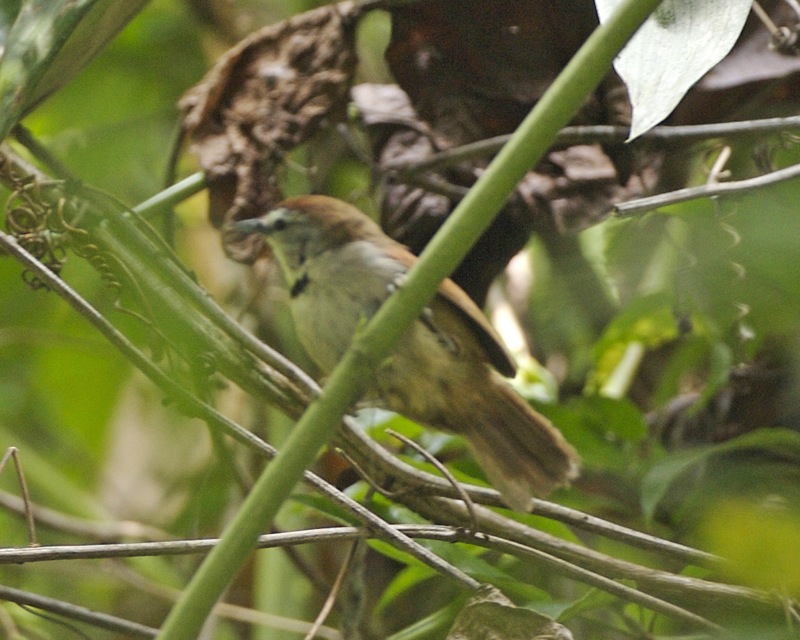 crescent-chested babbler (Stachyris melanothorax); DISPLAY FULL IMAGE.