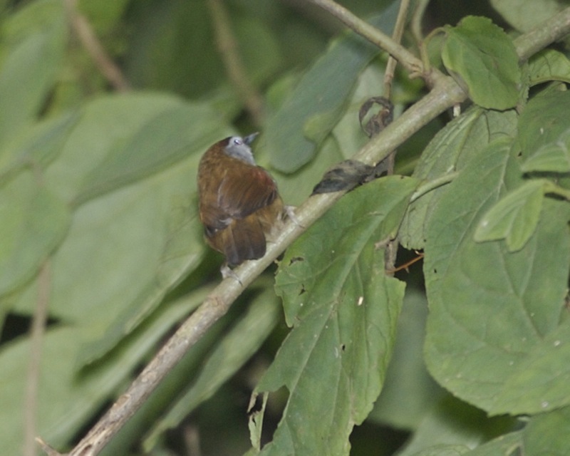 crescent-chested babbler (Stachyris melanothorax); DISPLAY FULL IMAGE.