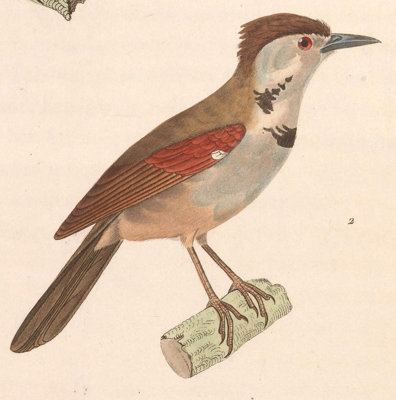 crescent-chested babbler (Stachyris melanothorax); DISPLAY FULL IMAGE.