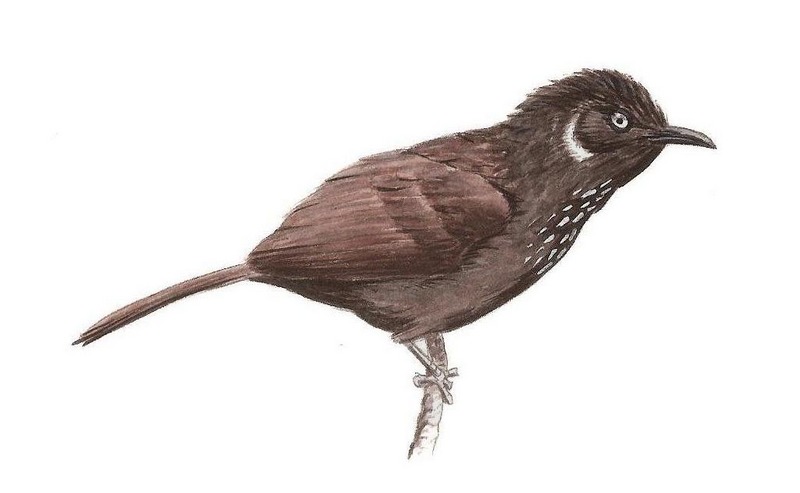 Nonggang babbler (Stachyris nonggangensis); DISPLAY FULL IMAGE.