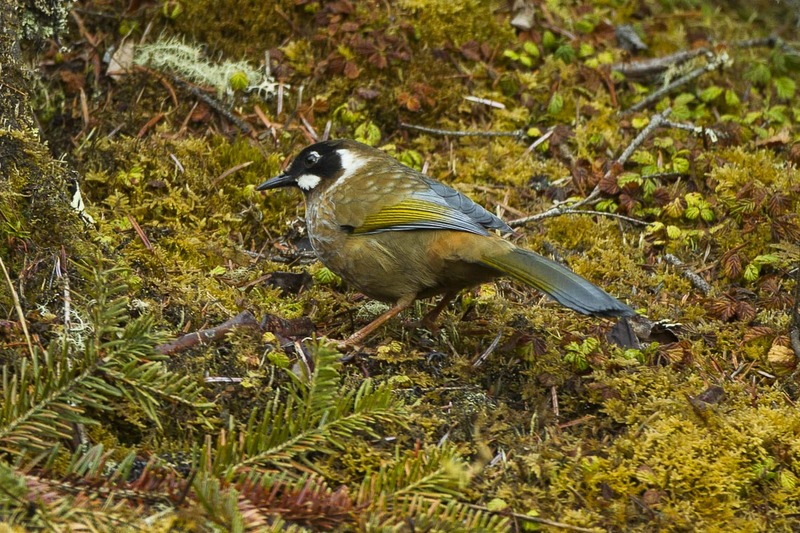 black-faced laughingthrush (Trochalopteron affine); DISPLAY FULL IMAGE.