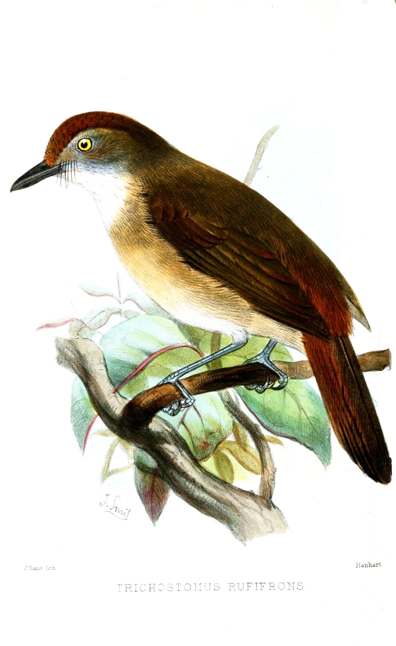 melodious babbler (Malacopteron palawanense); DISPLAY FULL IMAGE.