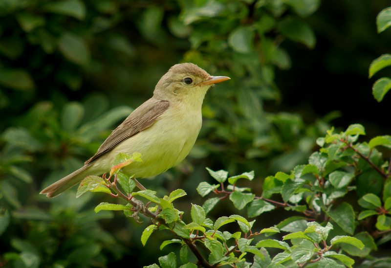 melodious warbler (Hippolais polyglotta); DISPLAY FULL IMAGE.