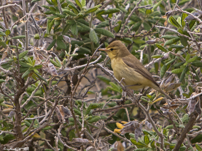 melodious warbler (Hippolais polyglotta); DISPLAY FULL IMAGE.