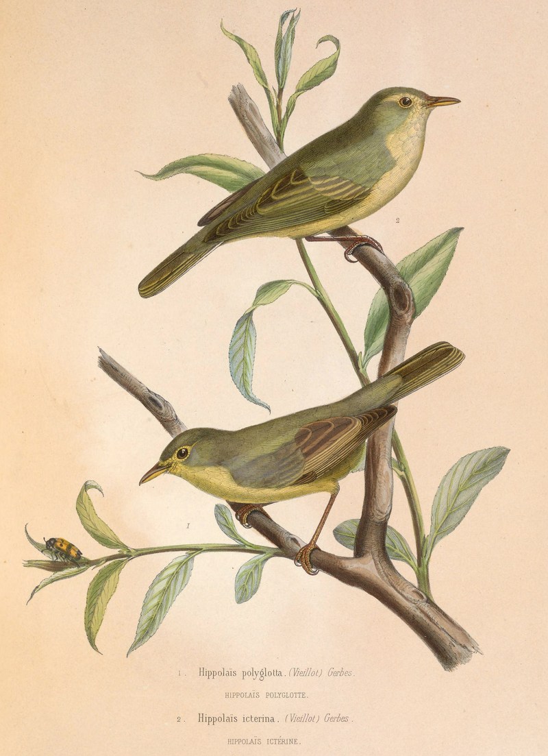 melodious warbler (Hippolais polyglotta), icterine warbler (Hippolais icterina); DISPLAY FULL IMAGE.