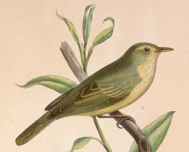 icterine warbler (Hippolais icterina); DISPLAY FULL IMAGE.