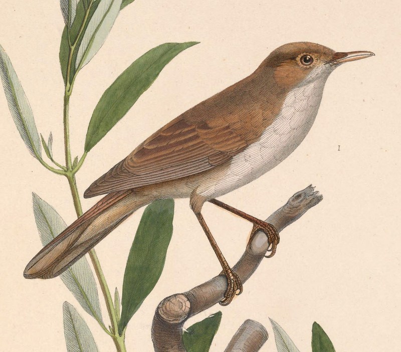 eastern olivaceous warbler (Iduna pallida); DISPLAY FULL IMAGE.