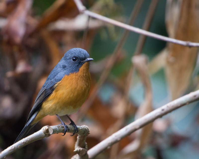 slaty-backed flycatcher (Ficedula hodgsonii); DISPLAY FULL IMAGE.