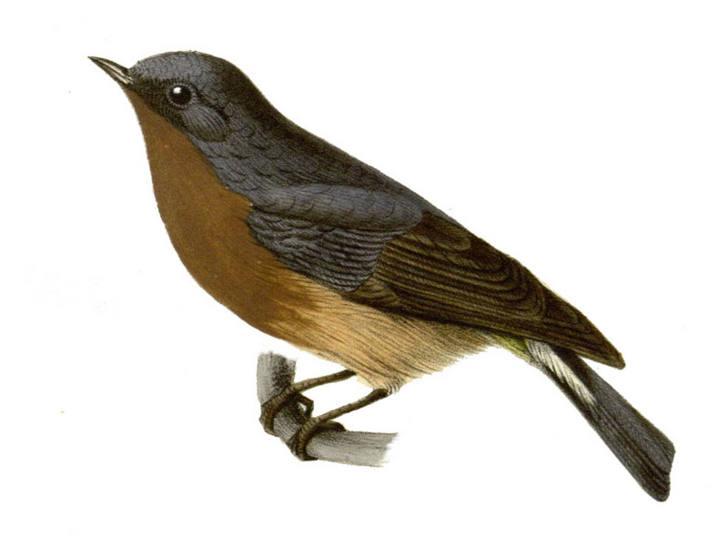 slaty-backed flycatcher (Ficedula hodgsonii); DISPLAY FULL IMAGE.