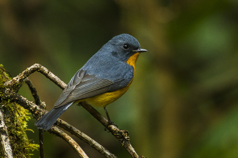 slaty-backed flycatcher (Ficedula hodgsonii); DISPLAY FULL IMAGE.