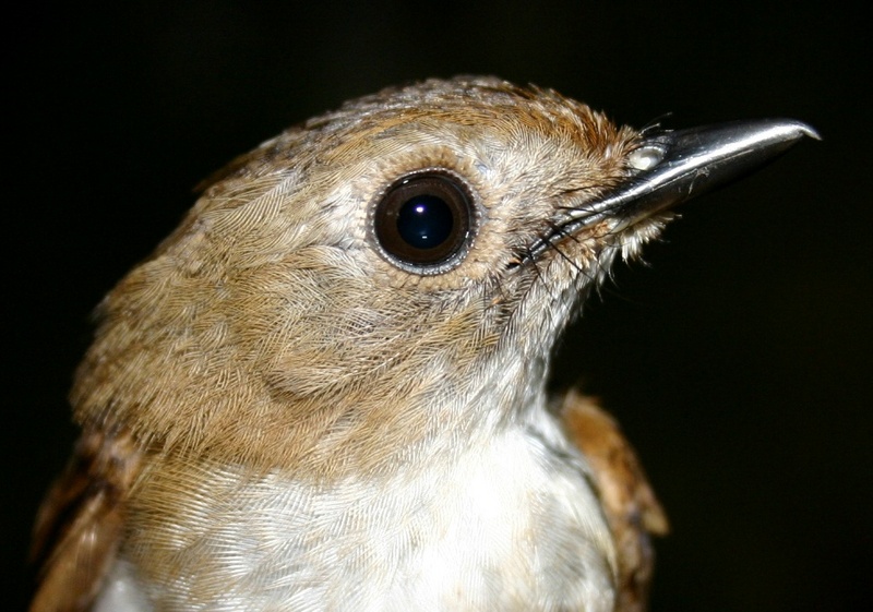 little slaty flycatcher (Ficedula basilanica); DISPLAY FULL IMAGE.