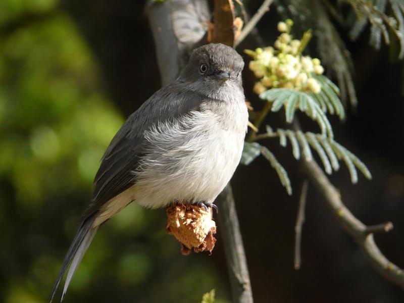 Abyssinian slaty flycatcher (Melaenornis chocolatinus); DISPLAY FULL IMAGE.