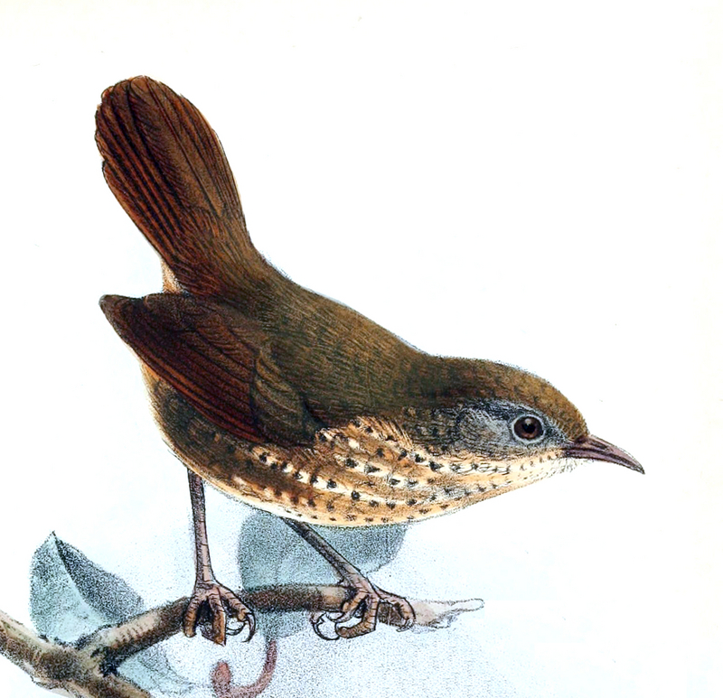 Naga wren-babbler, long-tailed wren-babbler (Spelaeornis chocolatinus); DISPLAY FULL IMAGE.