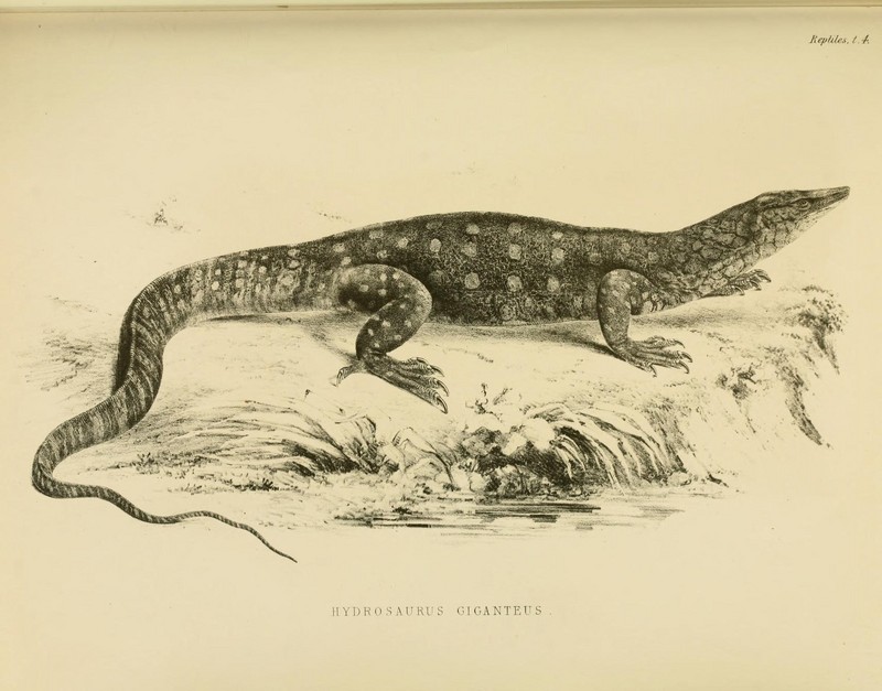 perentie, perente (Varanus giganteus); DISPLAY FULL IMAGE.