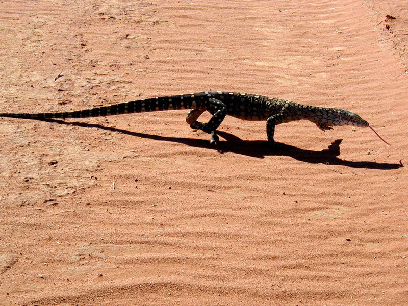 perentie, perente (Varanus giganteus); DISPLAY FULL IMAGE.