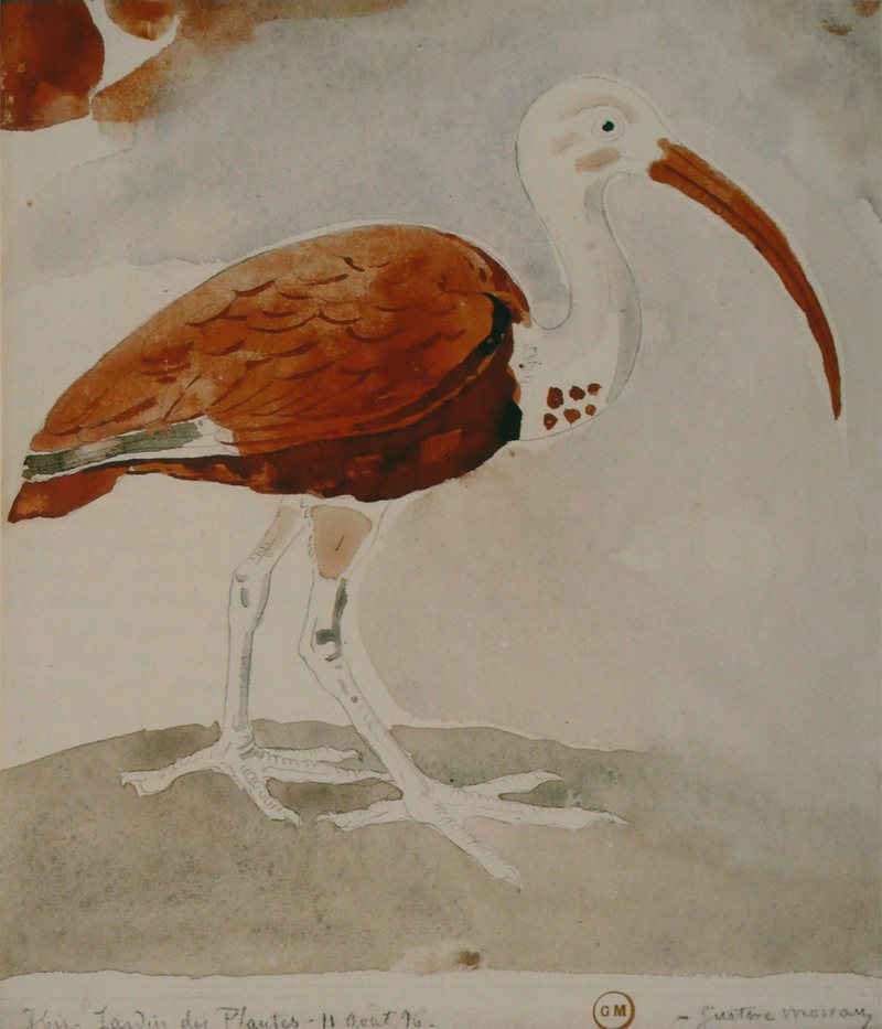 scarlet ibis (Eudocimus ruber); DISPLAY FULL IMAGE.
