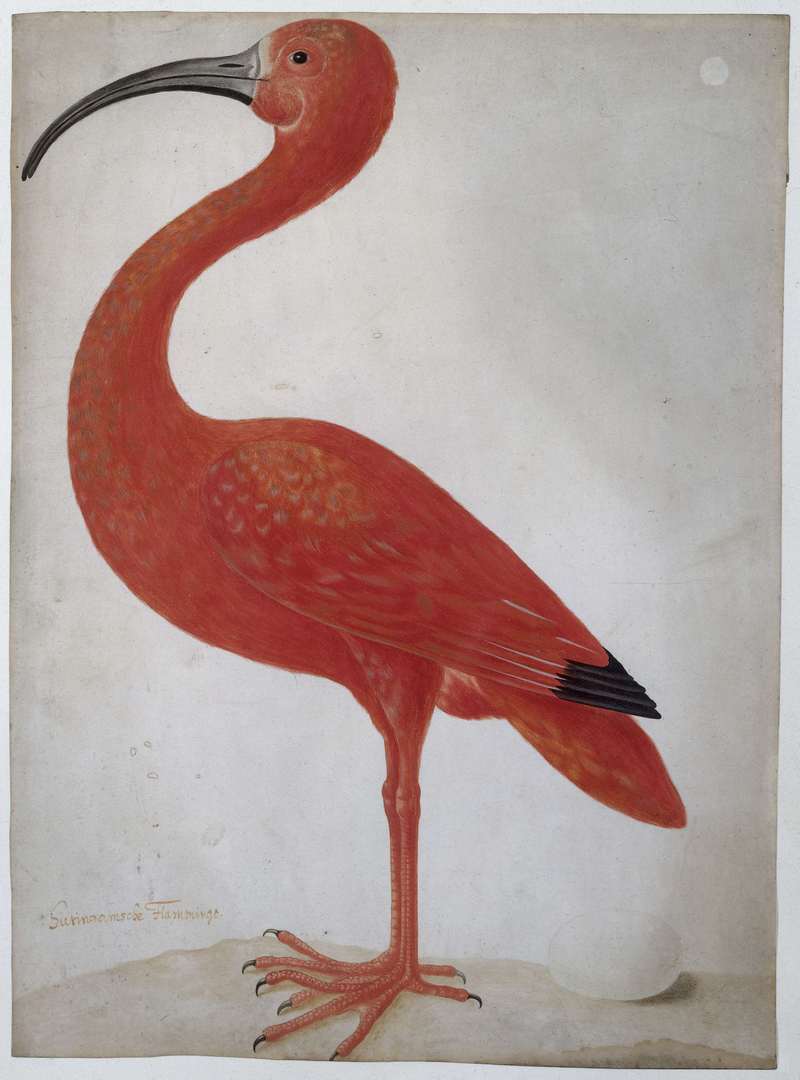 scarlet ibis (Eudocimus ruber); DISPLAY FULL IMAGE.