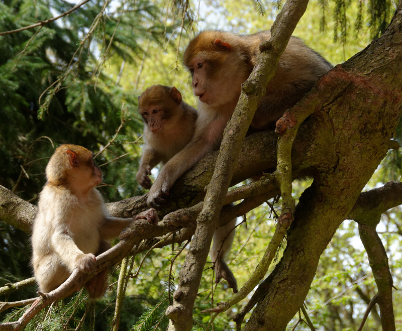 Barbary macaque, magot (Macaca sylvanus); DISPLAY FULL IMAGE.