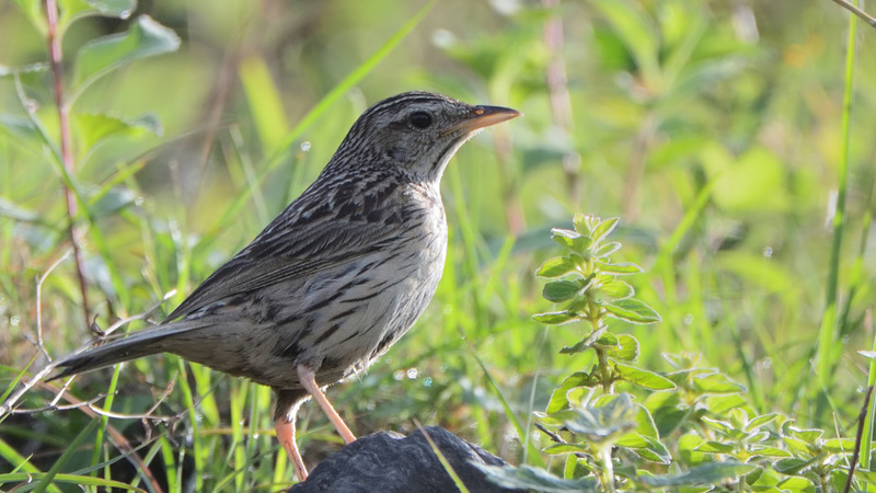 upland pipit (Anthus sylvanus); DISPLAY FULL IMAGE.