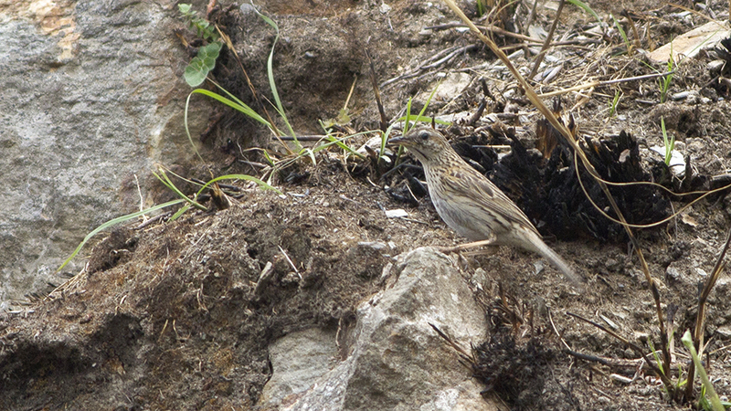upland pipit (Anthus sylvanus); DISPLAY FULL IMAGE.