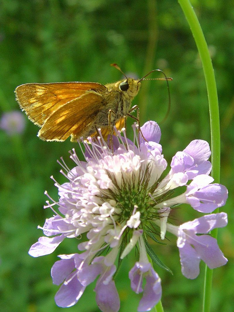 large skipper (Ochlodes sylvanus); DISPLAY FULL IMAGE.