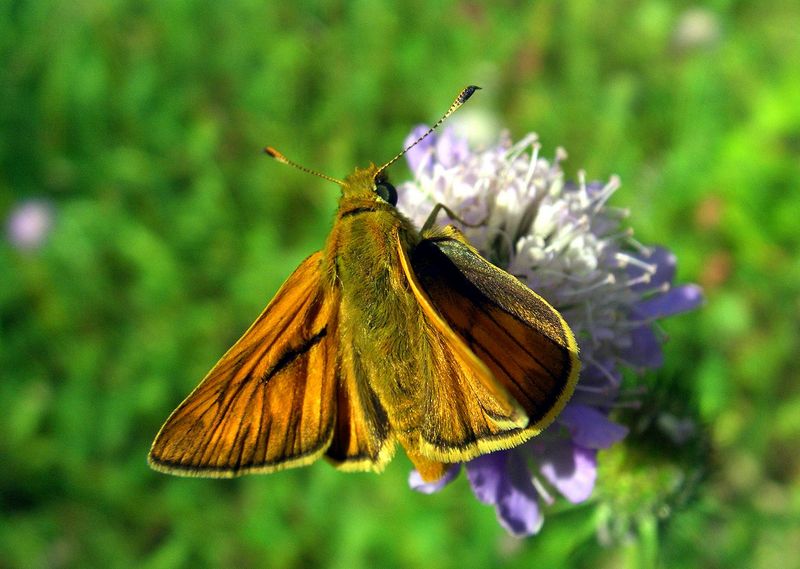large skipper (Ochlodes sylvanus); DISPLAY FULL IMAGE.