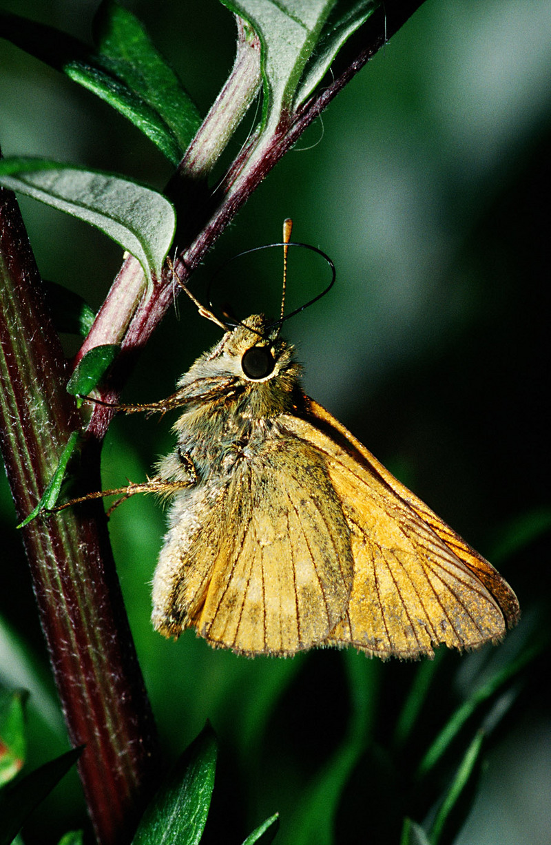 large skipper (Ochlodes sylvanus); DISPLAY FULL IMAGE.