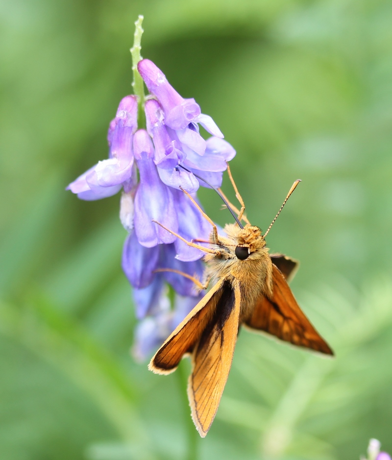 large skipper (Ochlodes venatus); DISPLAY FULL IMAGE.