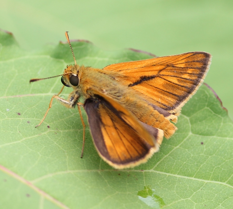 large skipper (Ochlodes venatus); DISPLAY FULL IMAGE.