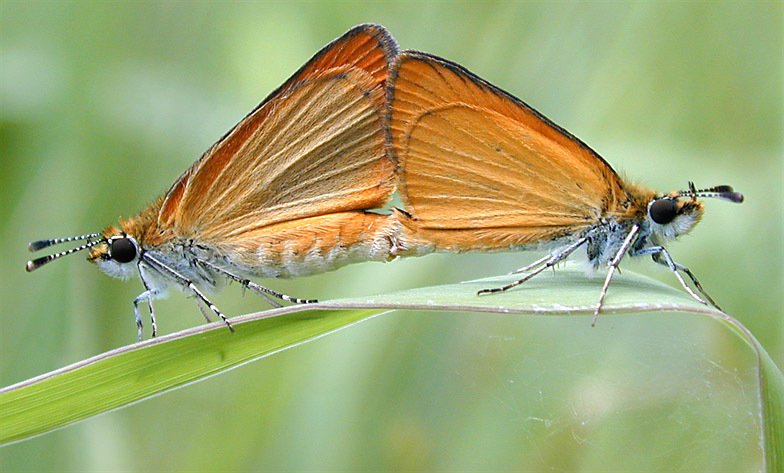 least skipper (Ancyloxypha numitor); DISPLAY FULL IMAGE.